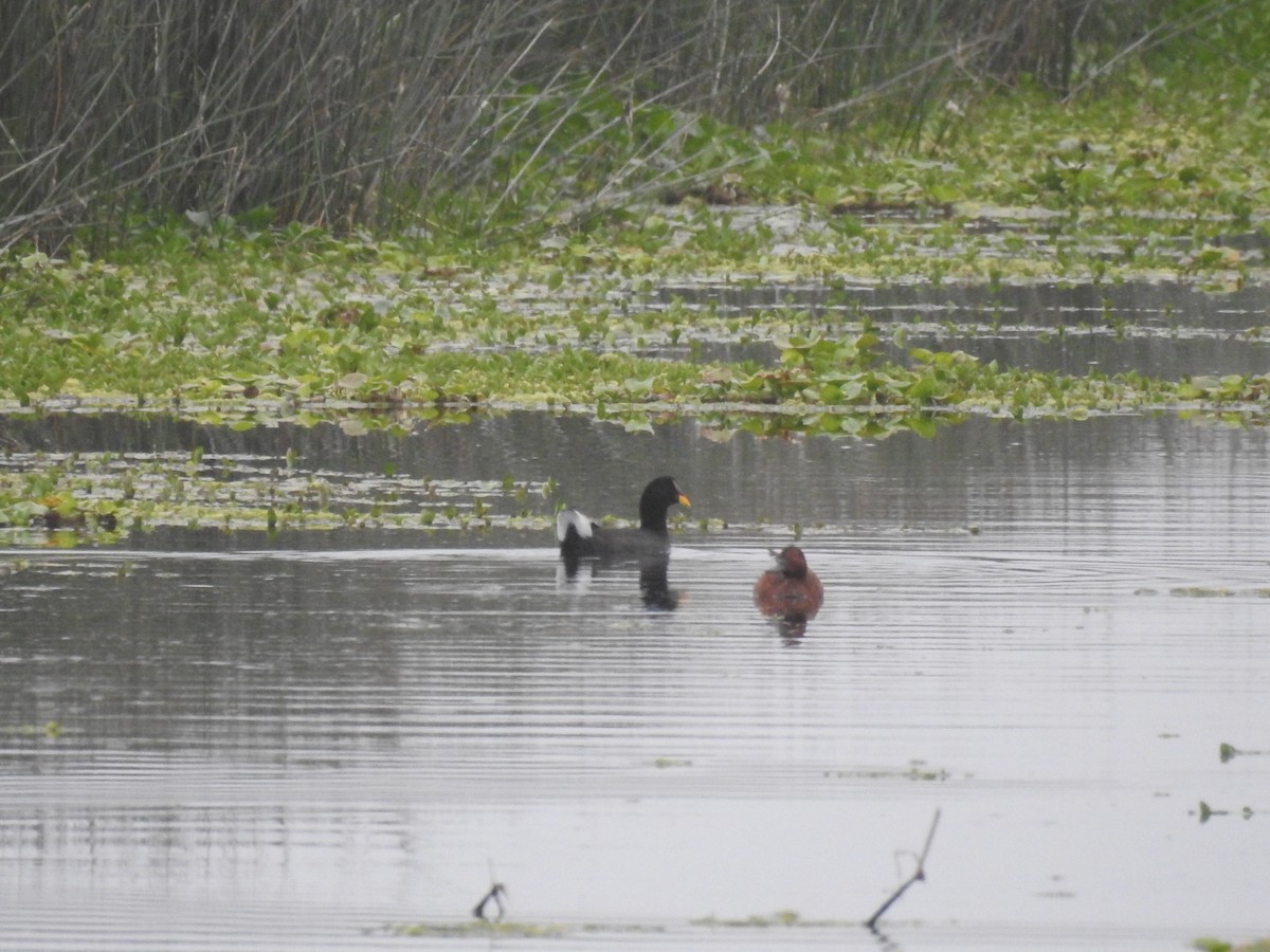 Red-fronted Coot - ML398959951