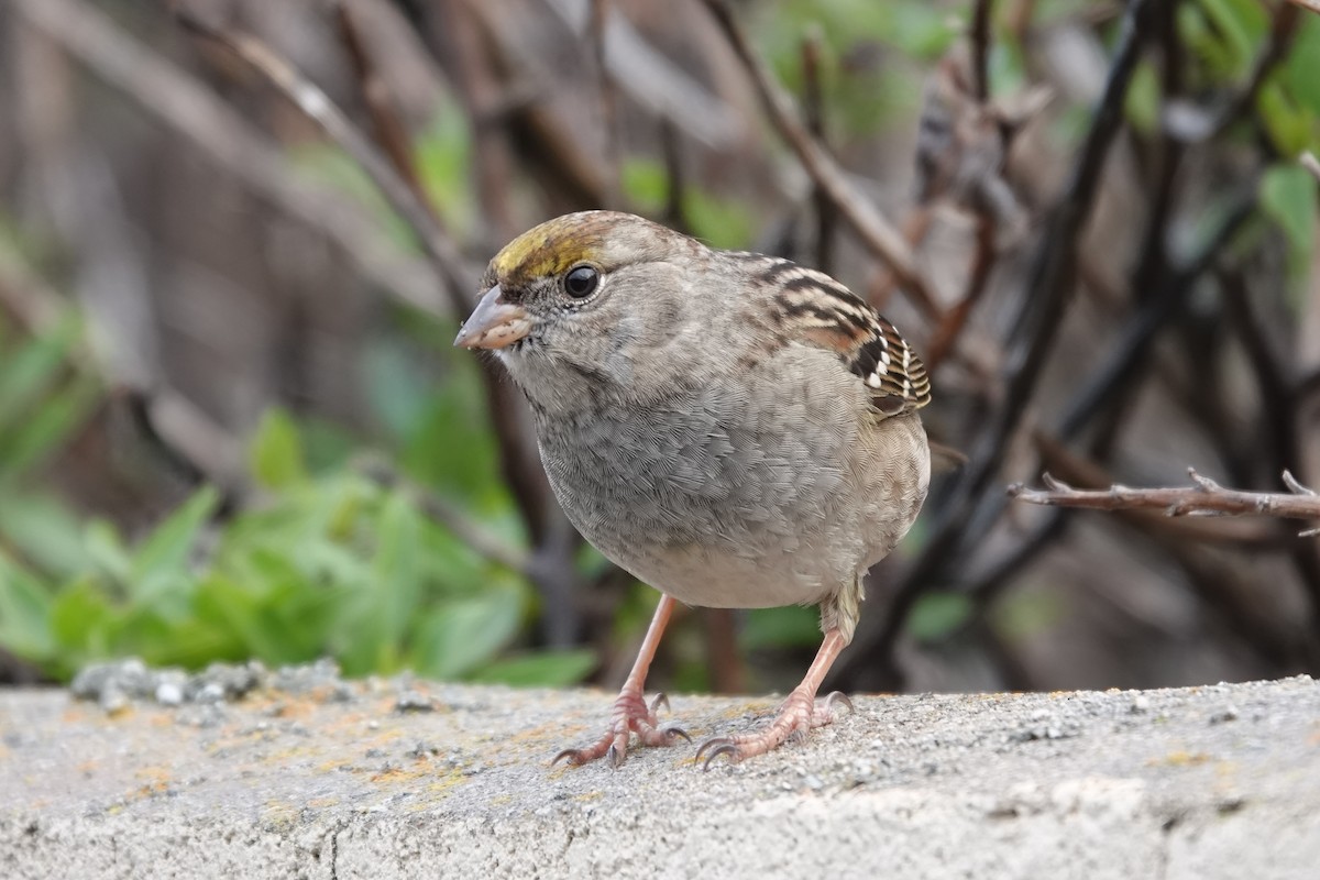 Golden-crowned Sparrow - ML398960031