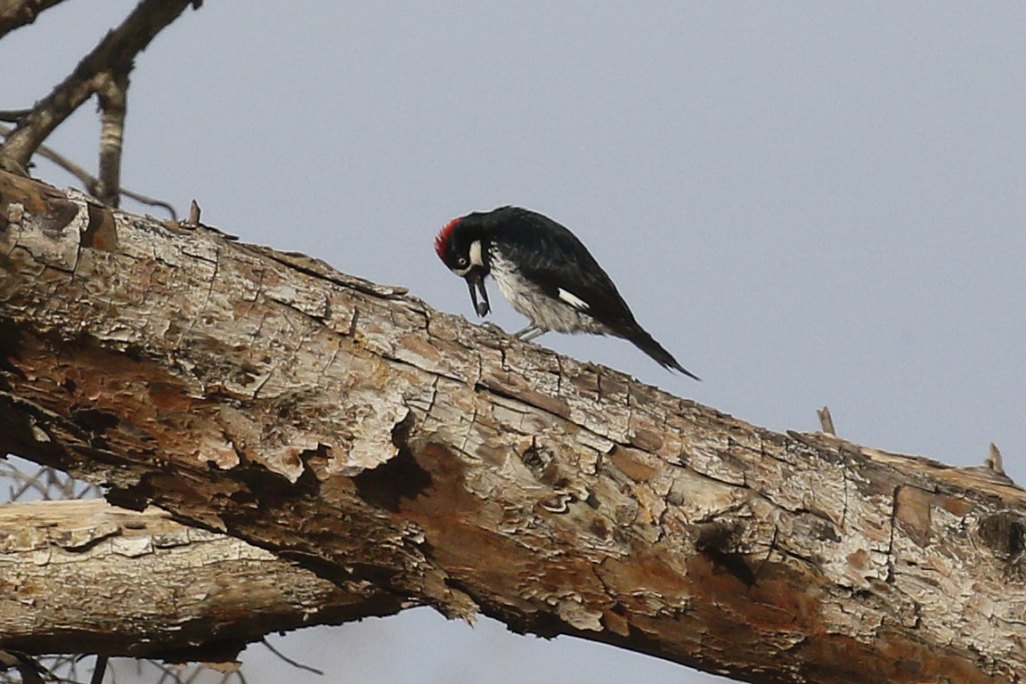 Acorn Woodpecker - ML398962461