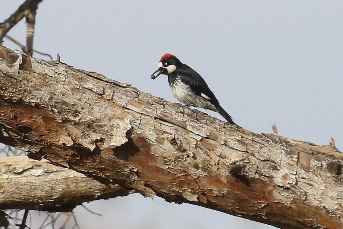 Acorn Woodpecker - ML398962471