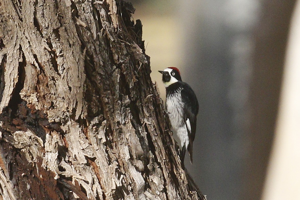 Acorn Woodpecker - ML398962481