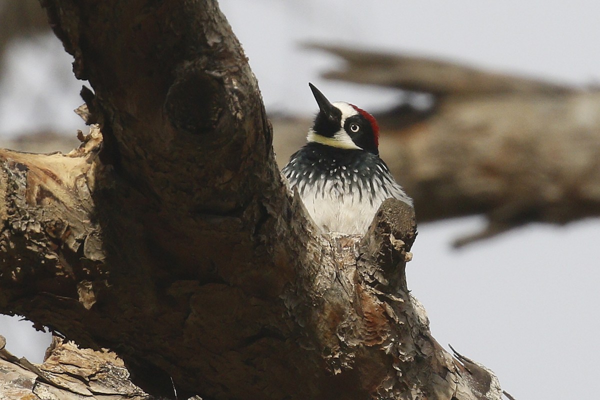 Acorn Woodpecker - ML398962501