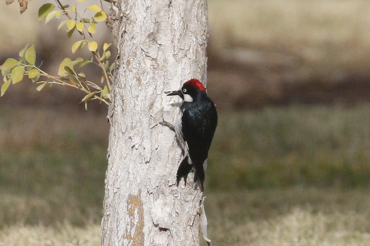 Acorn Woodpecker - ML398962511