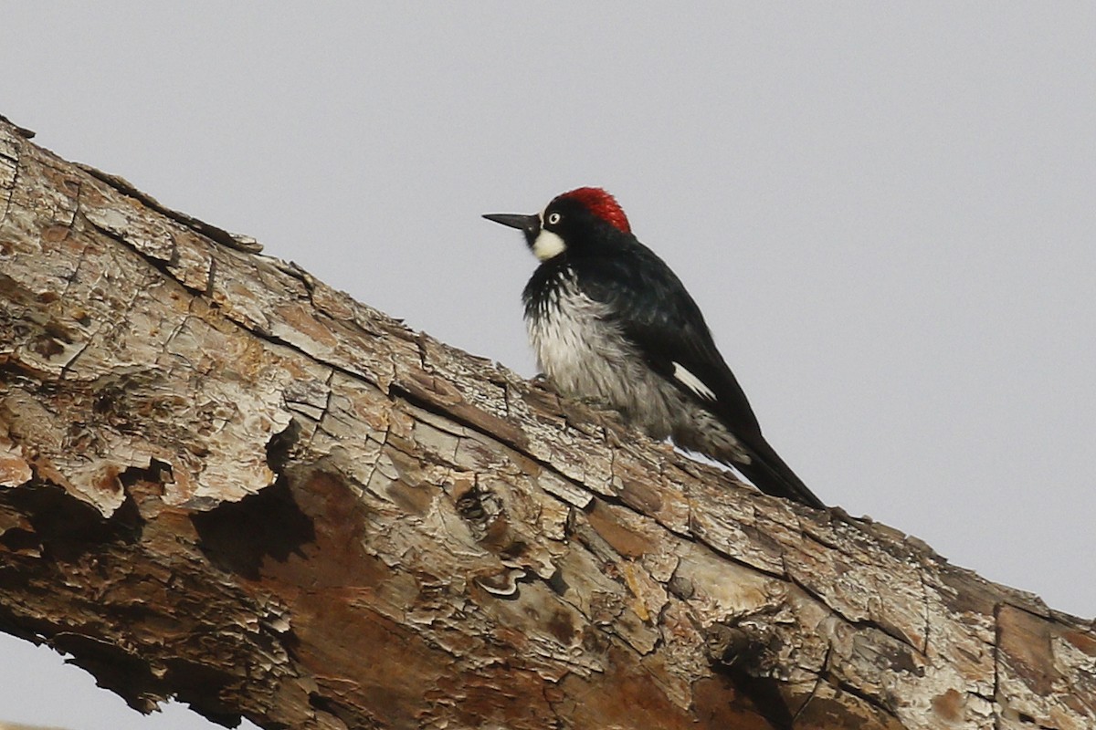 Acorn Woodpecker - ML398962521