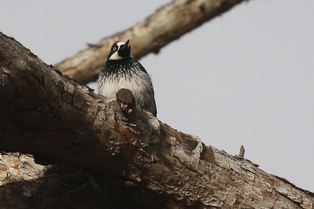 Acorn Woodpecker - Ted Keyel