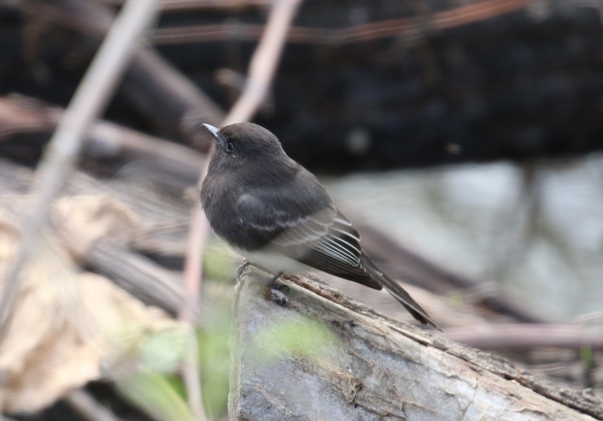 Black Phoebe - Lindsey Mitchell