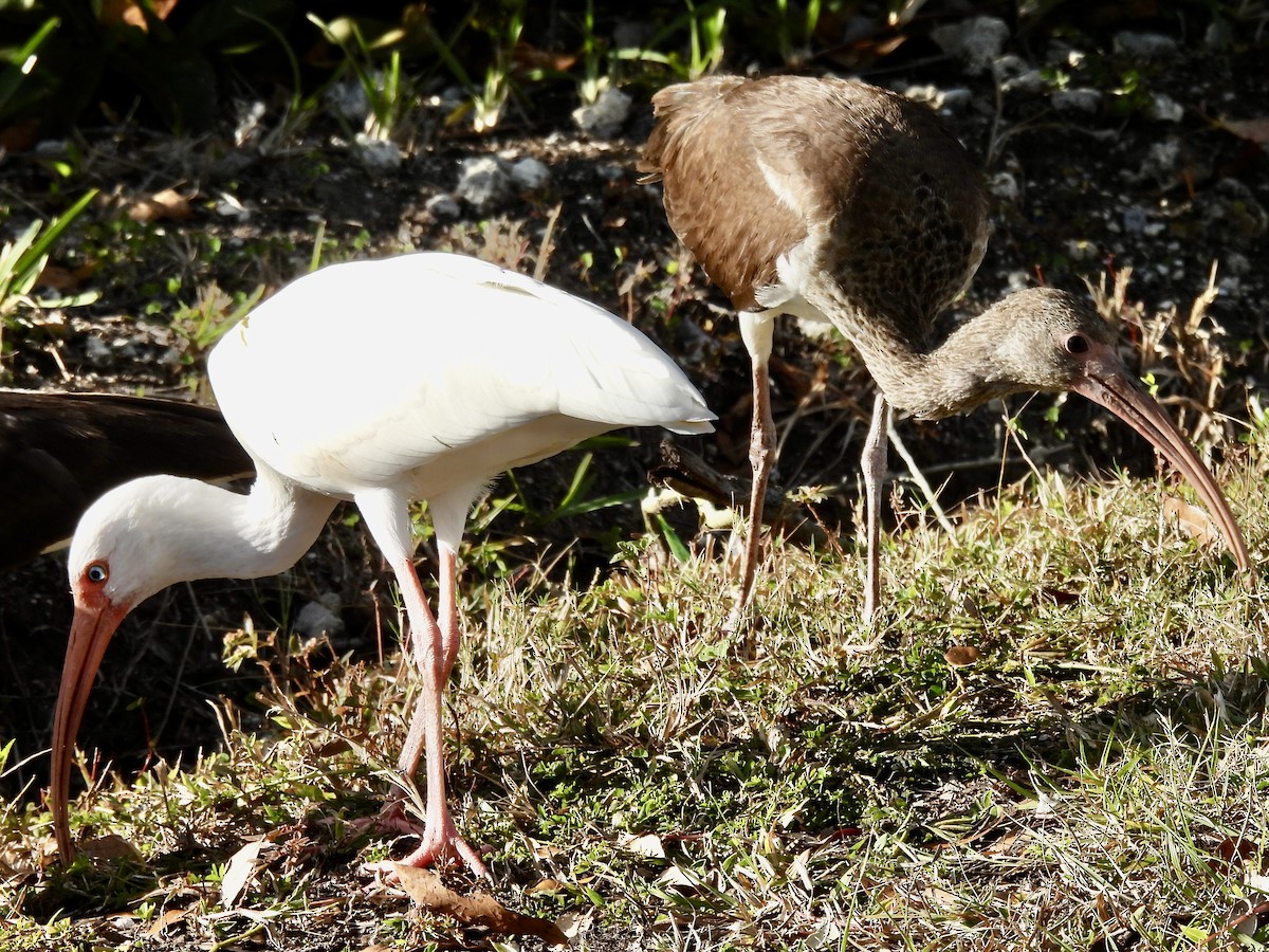 White Ibis - ML398963691
