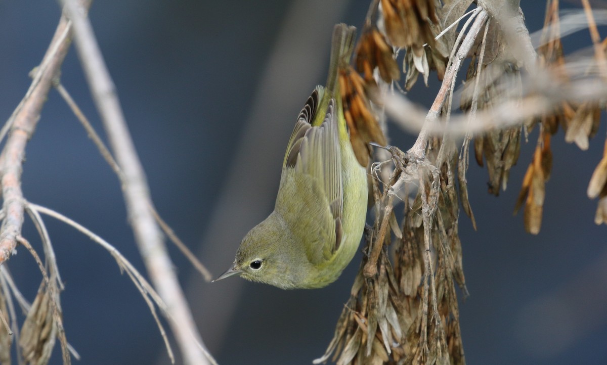 Orange-crowned Warbler - Lindsey Mitchell