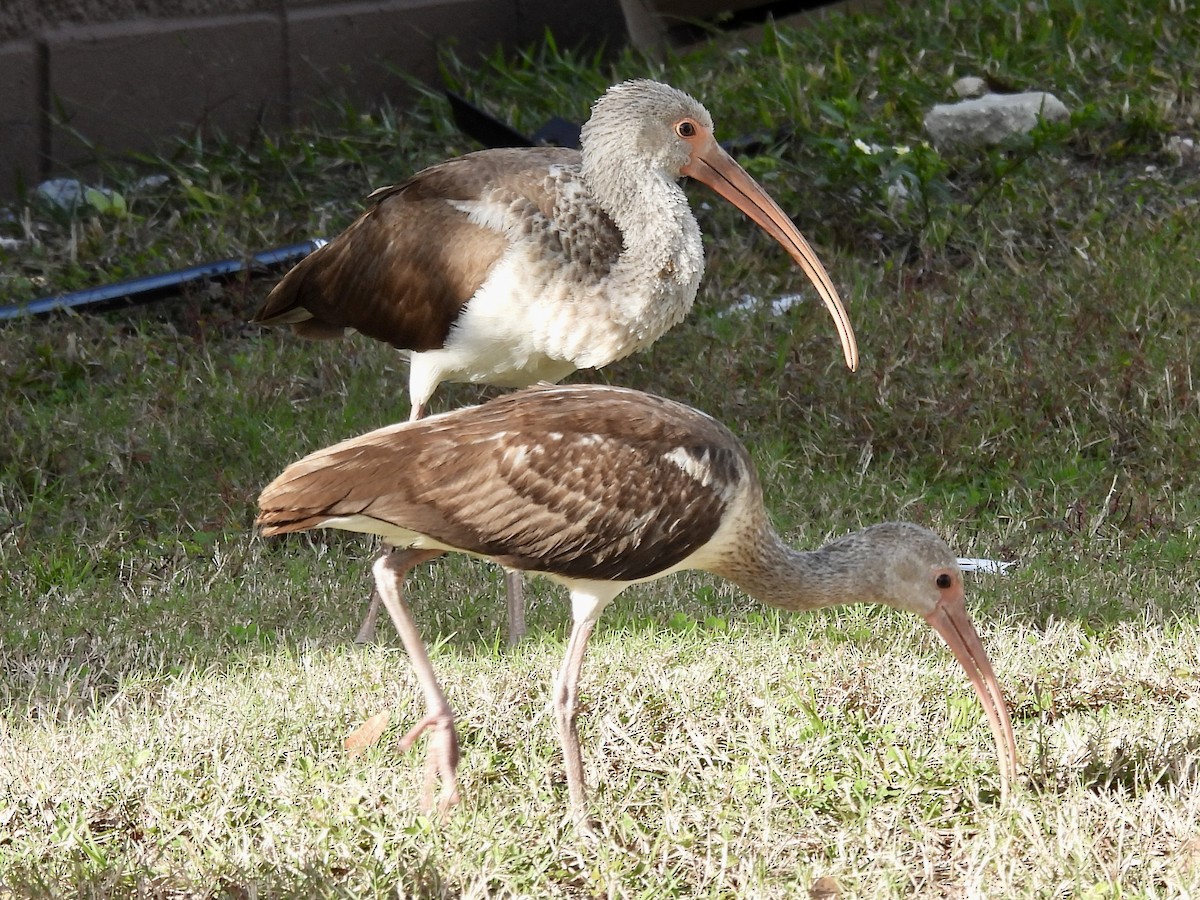 White Ibis - ML398963861