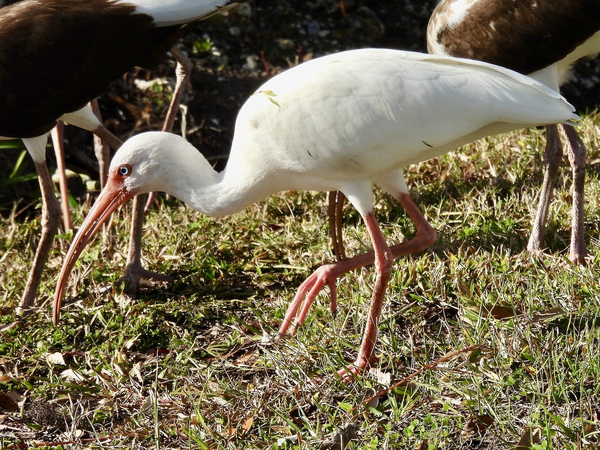 White Ibis - ML398963871