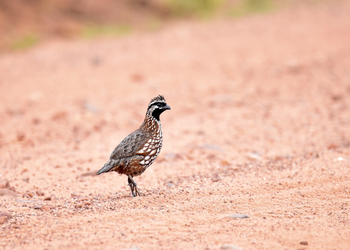 Black-throated Bobwhite - ML398964791