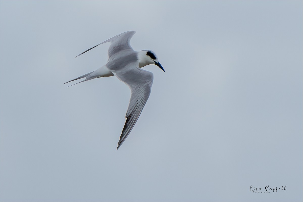 Forster's Tern - ML398965311