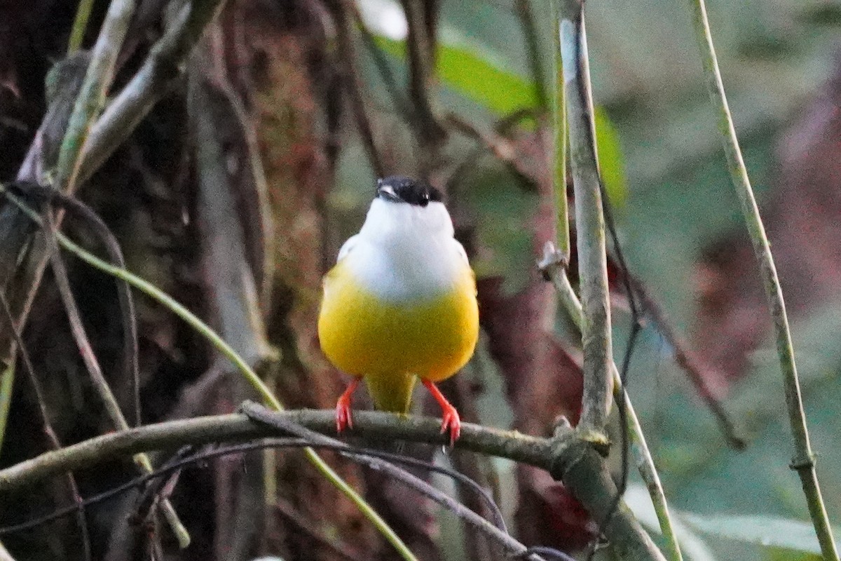 White-collared Manakin - Cameron Eckert