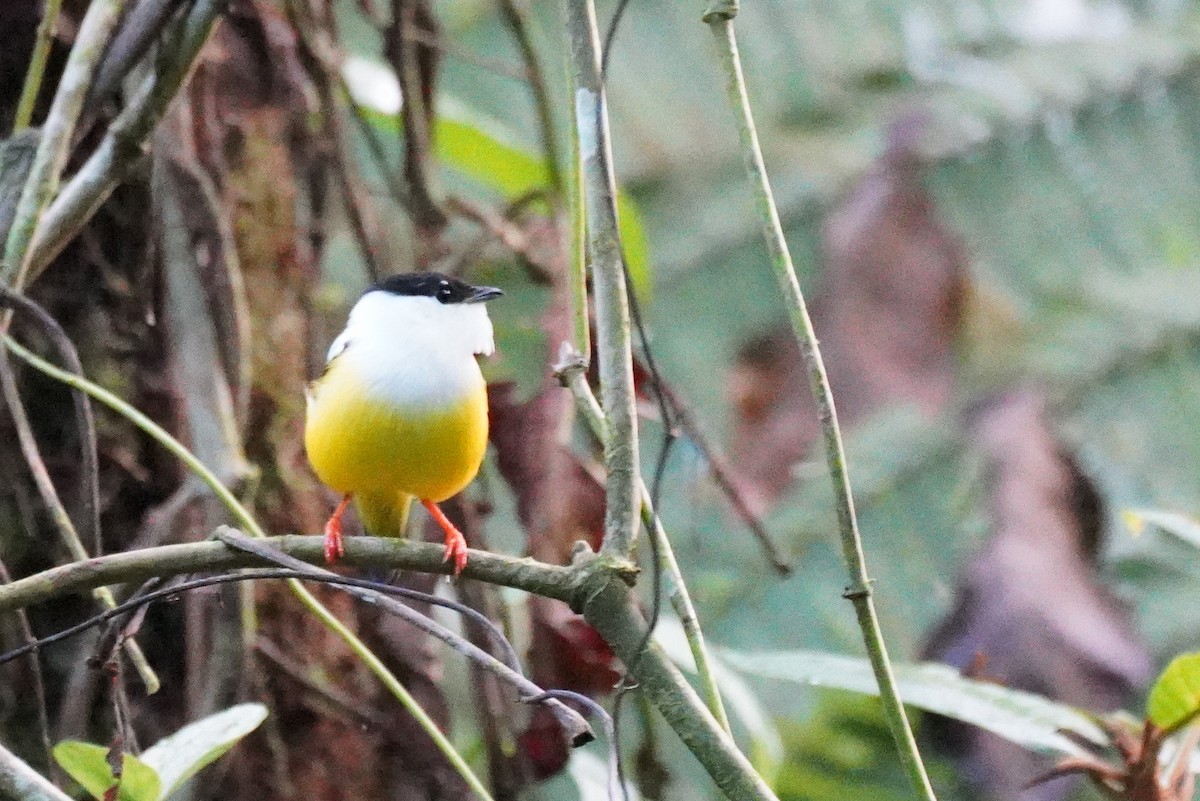 Manakin à col blanc - ML398966591