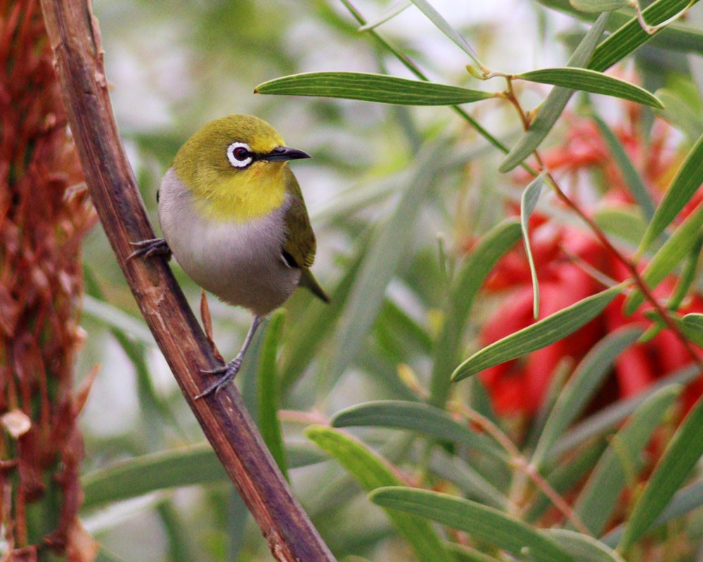 Swinhoe's White-eye - ML398966631