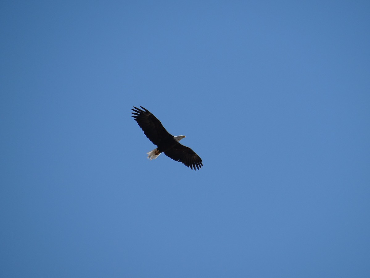 Bald Eagle - ML398967441