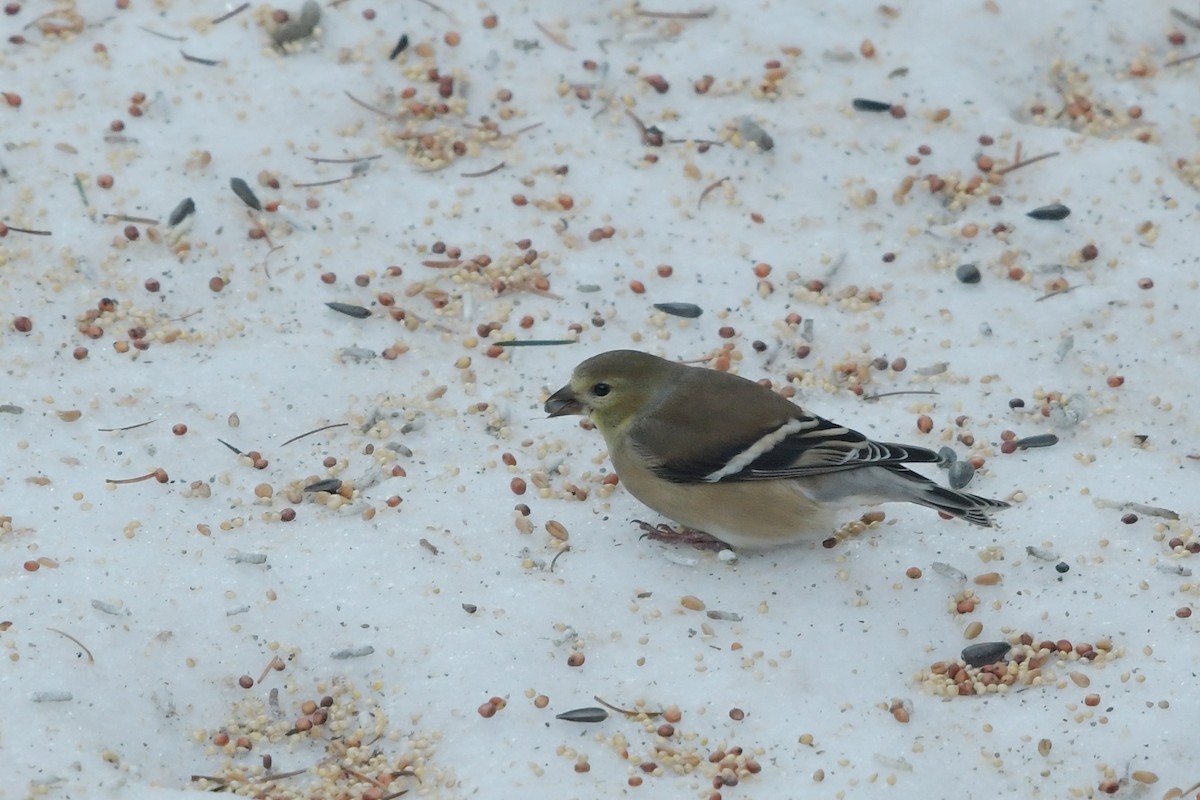 American Goldfinch - ML398968711