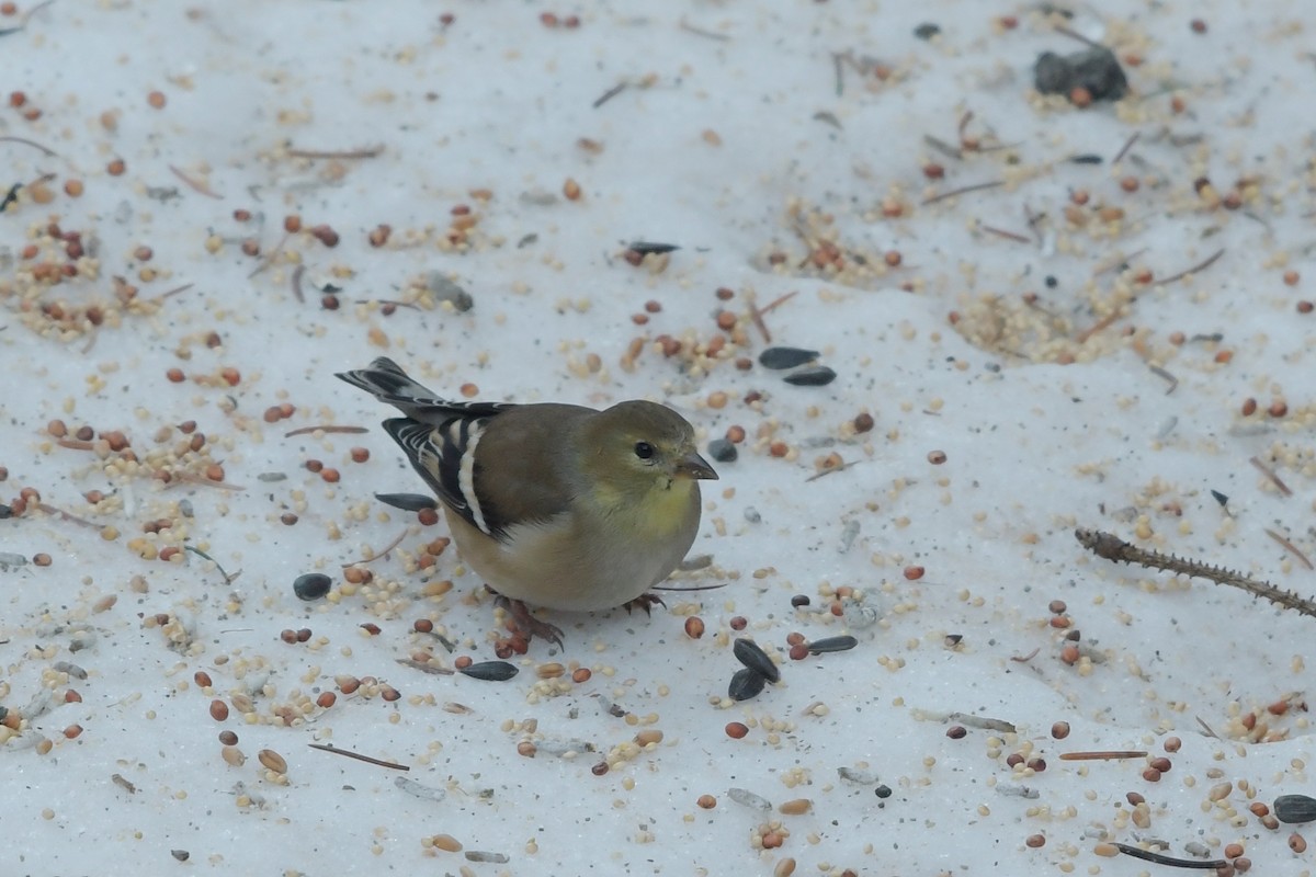 American Goldfinch - Steve Heinl