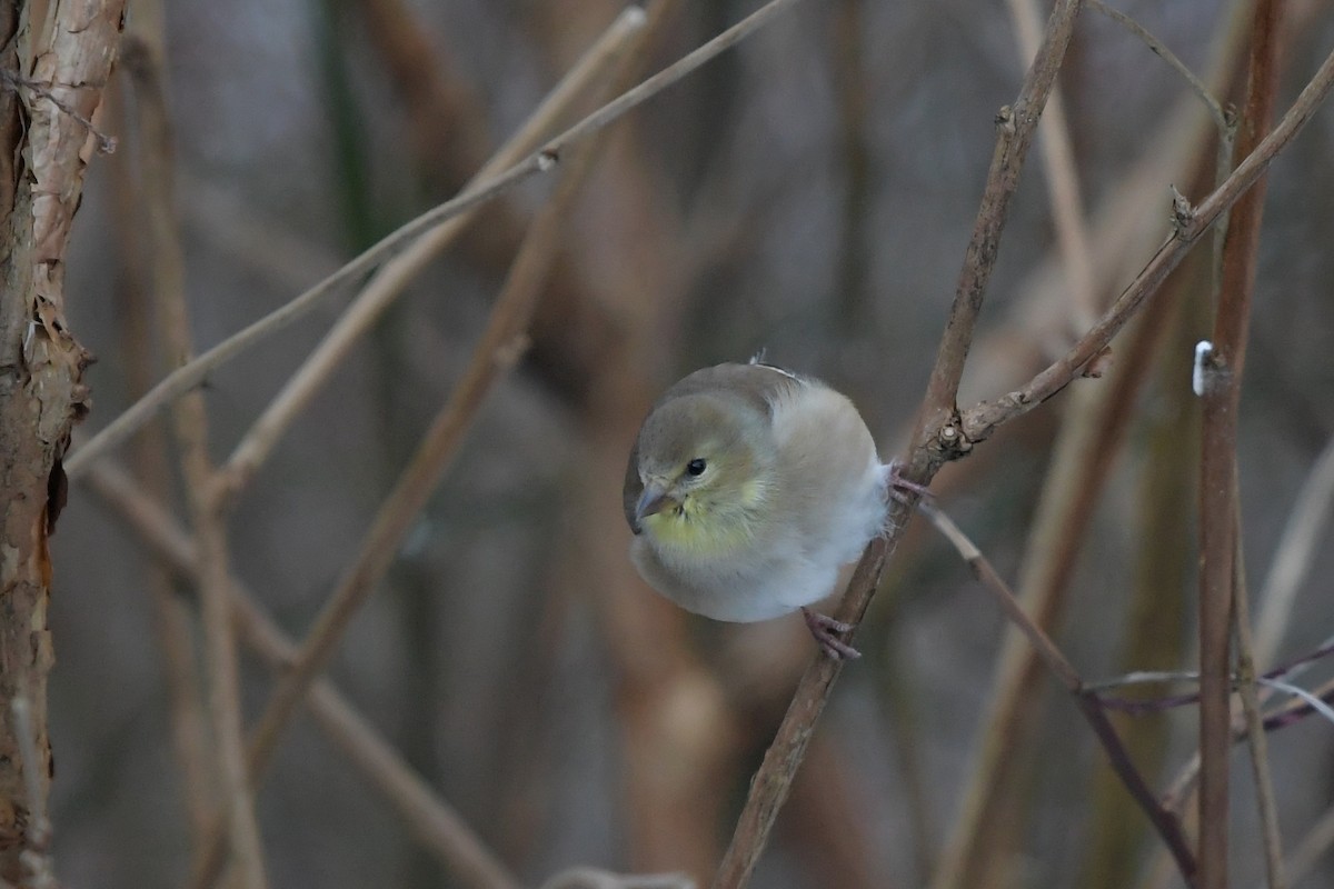 American Goldfinch - ML398968731