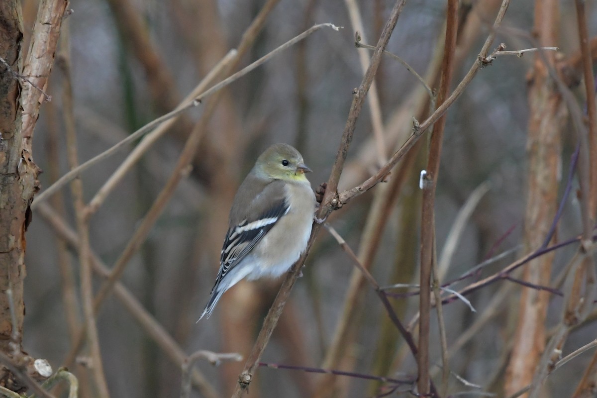 American Goldfinch - ML398968741