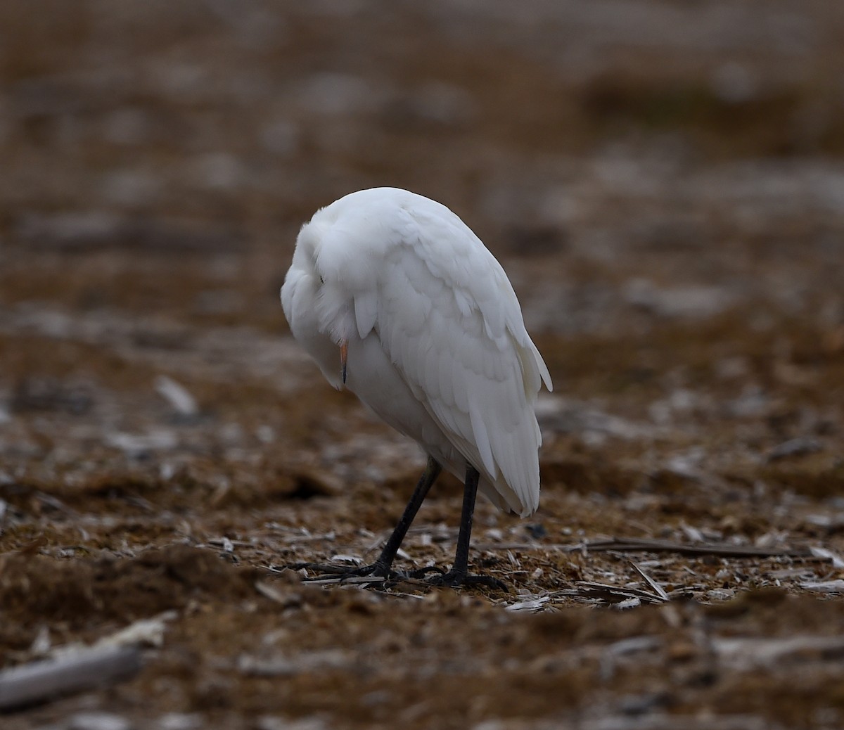 Чапля єгипетська (підвид ibis) - ML39896921