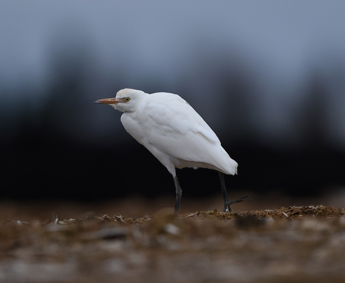 Western Cattle Egret - ML39896941