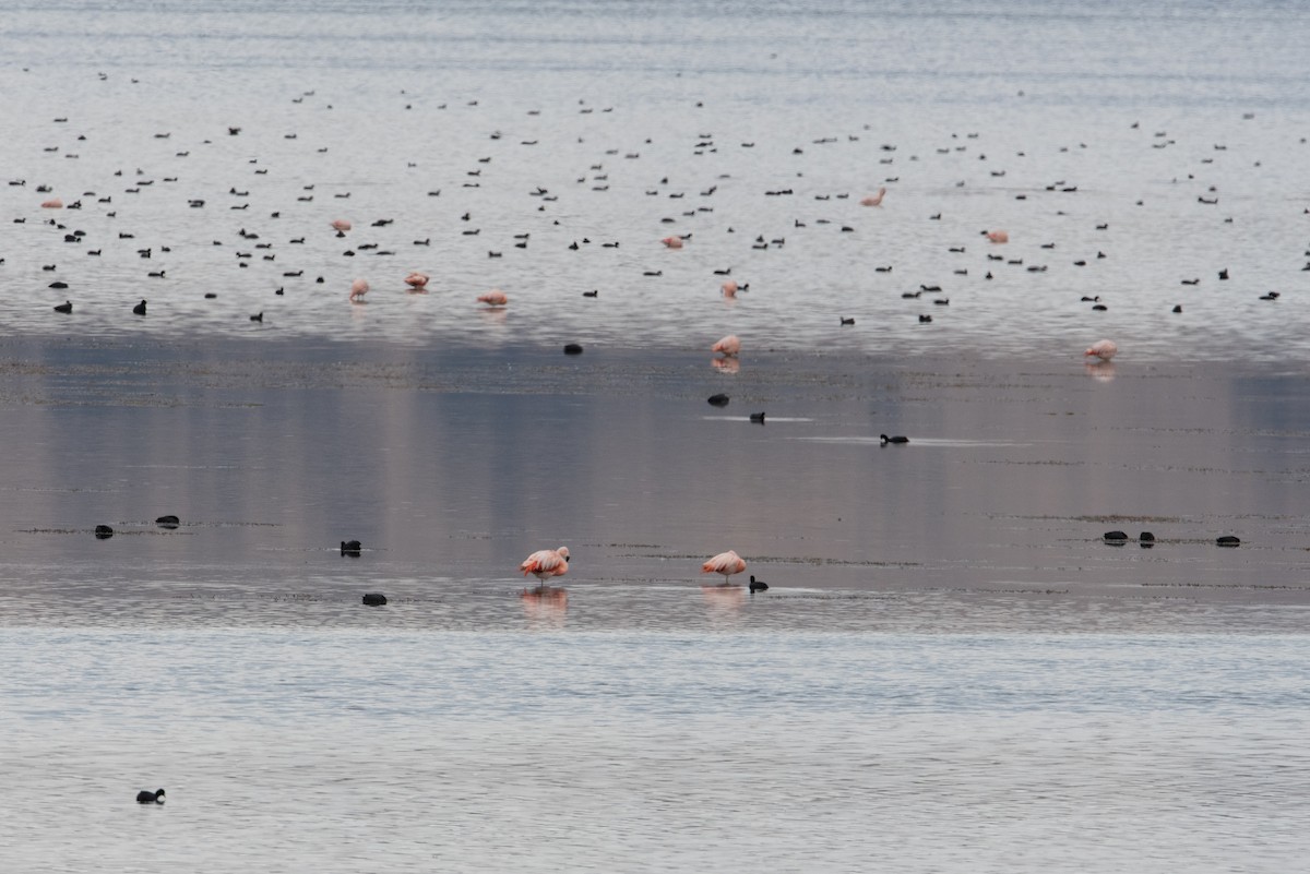 Chilean Flamingo - John C. Mittermeier