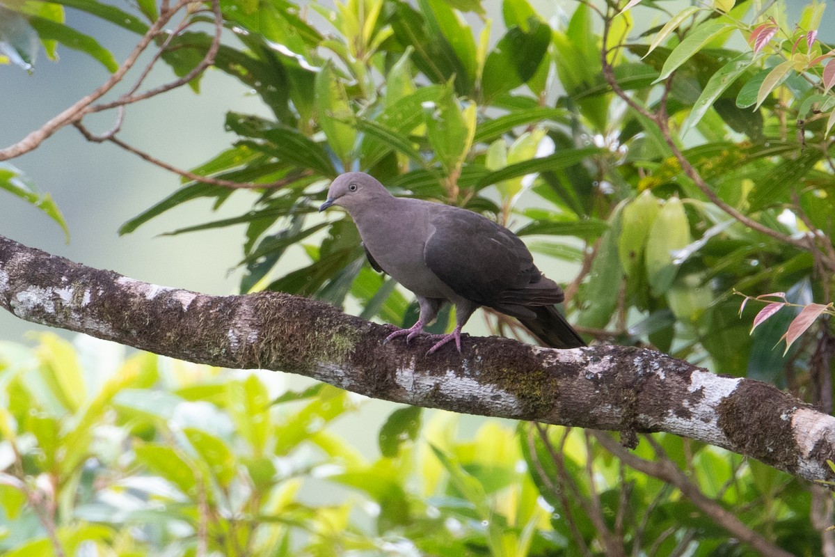 Pigeon plombé - ML398972111