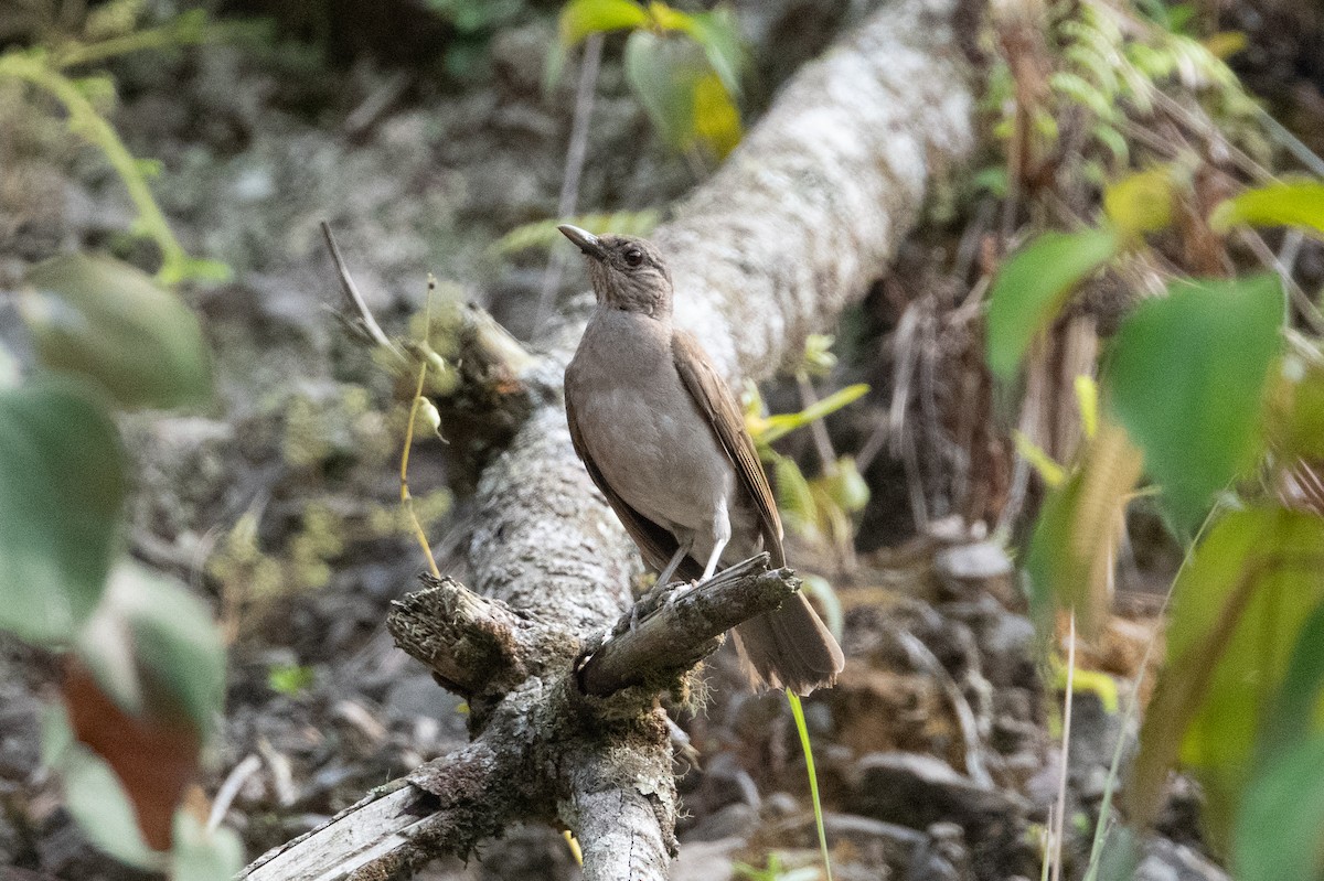 Pale-breasted Thrush - ML398972331