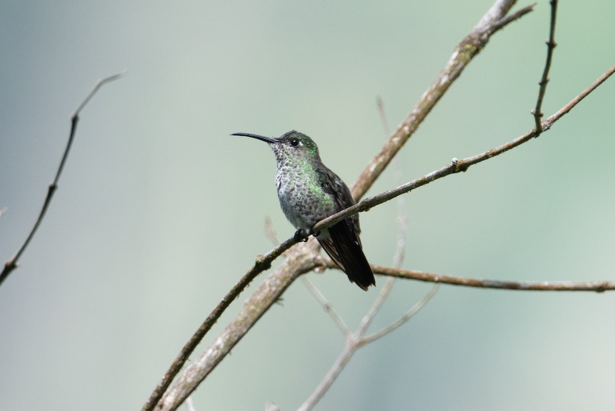 Many-spotted Hummingbird - John C. Mittermeier