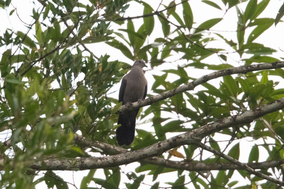 Plumbeous Pigeon - ML398972961