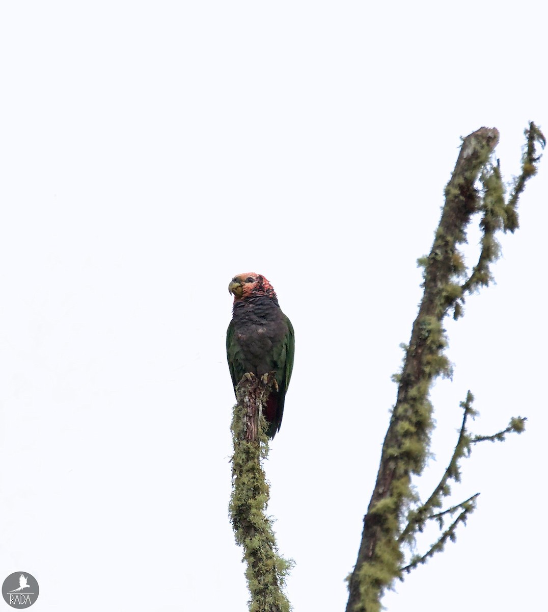 Speckle-faced Parrot - ML398973381