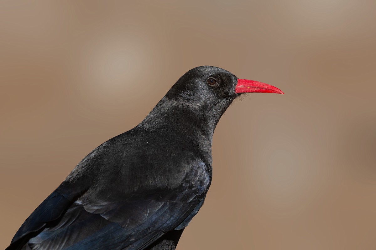 Red-billed Chough - Rajkumar Das