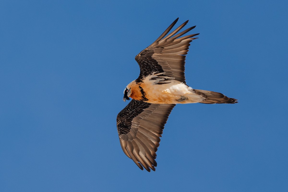 Bearded Vulture - ML398974421