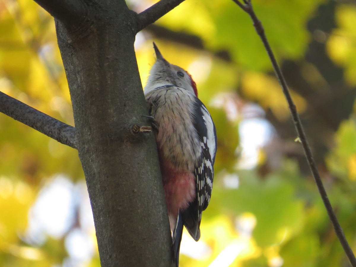 Middle Spotted Woodpecker - ML39897461