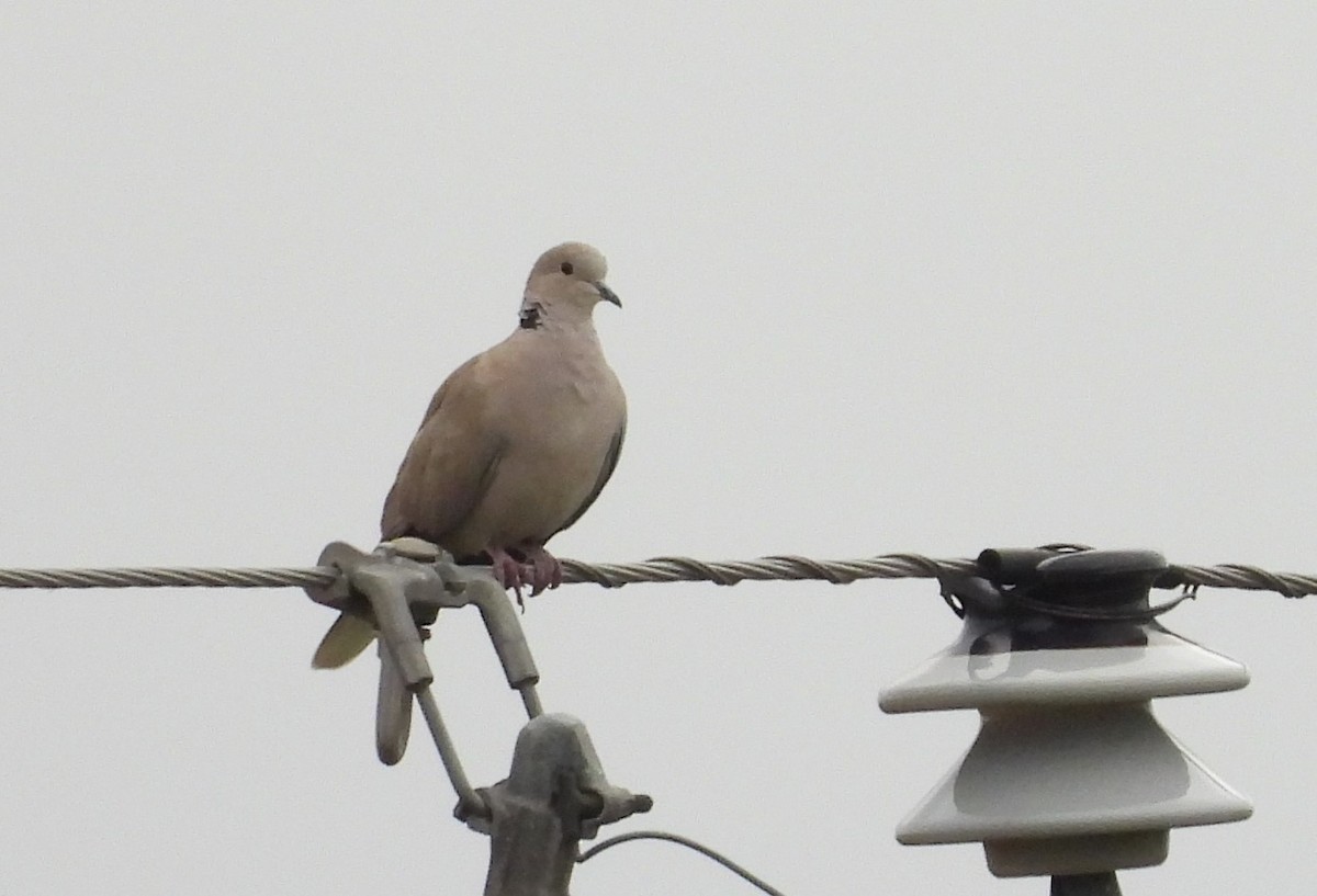 Eurasian Collared-Dove - ML398974961