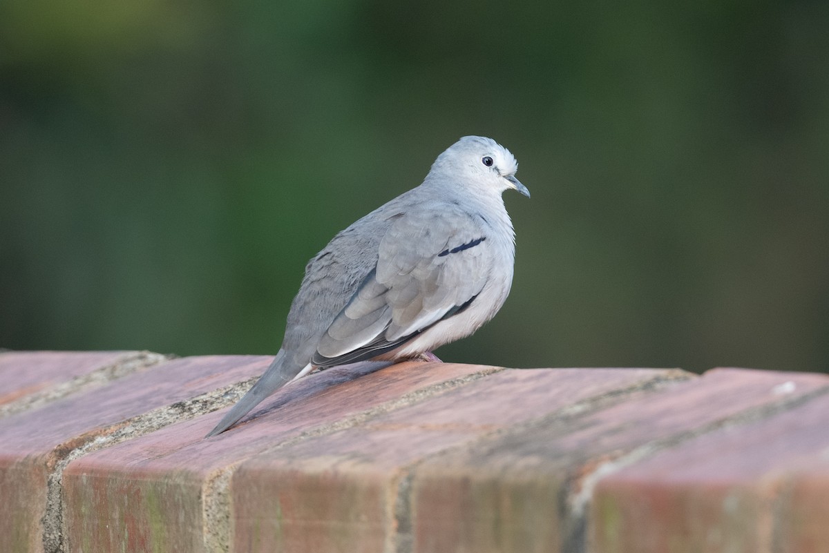 Picui Ground Dove - John C. Mittermeier