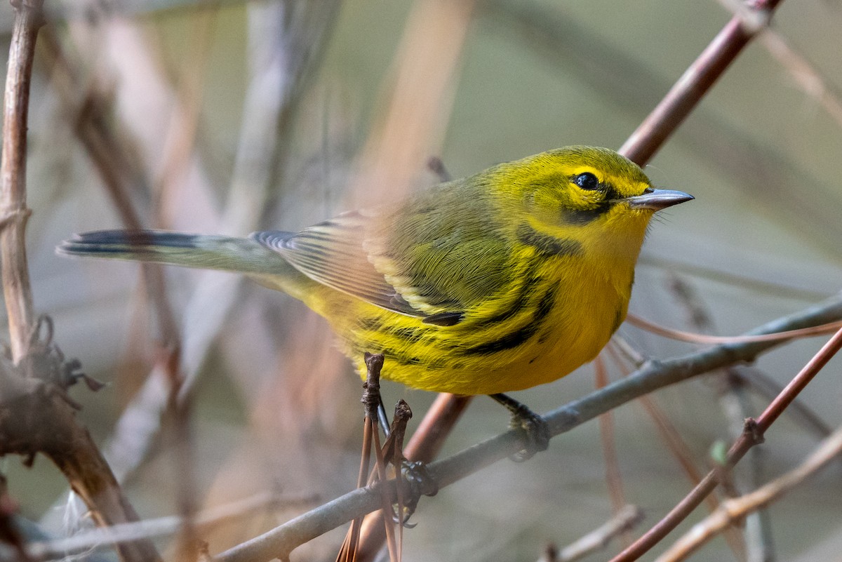 Prairie Warbler - ML398975571
