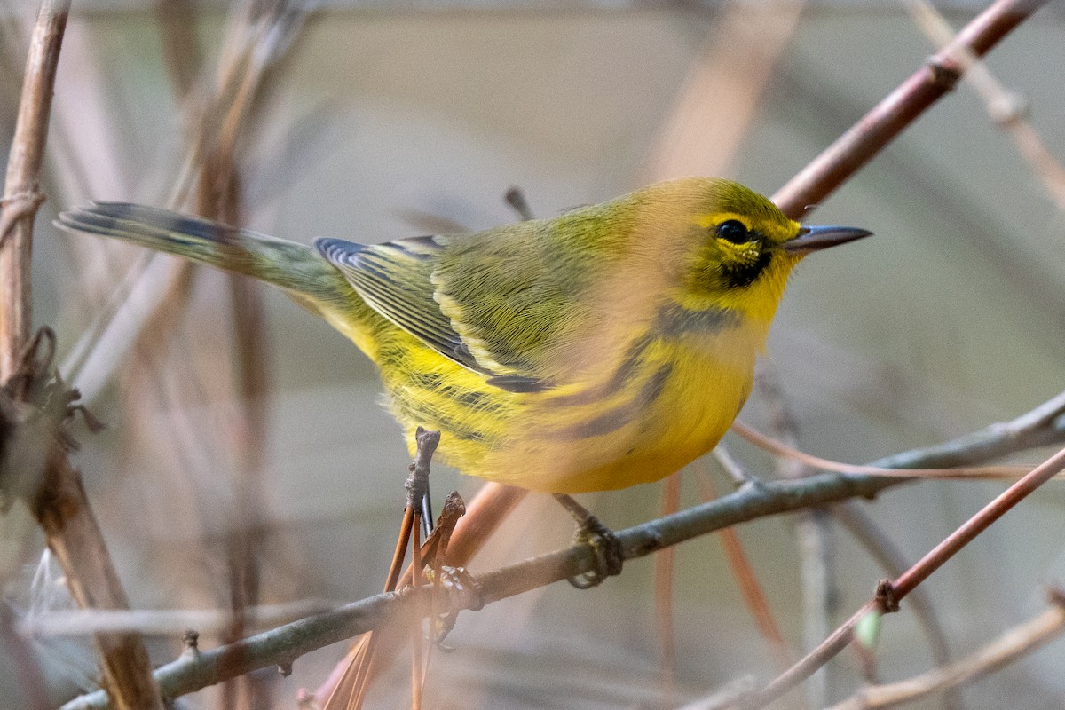 Prairie Warbler - ML398975581