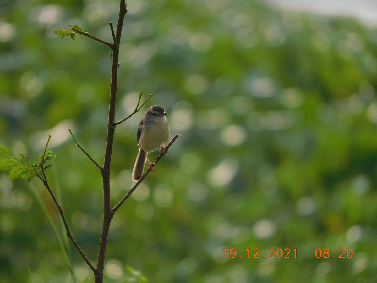 Ashy Prinia - ML398975861