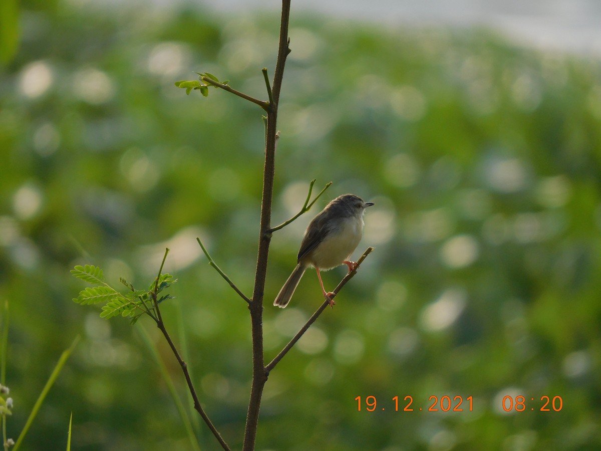 Ashy Prinia - ML398975931