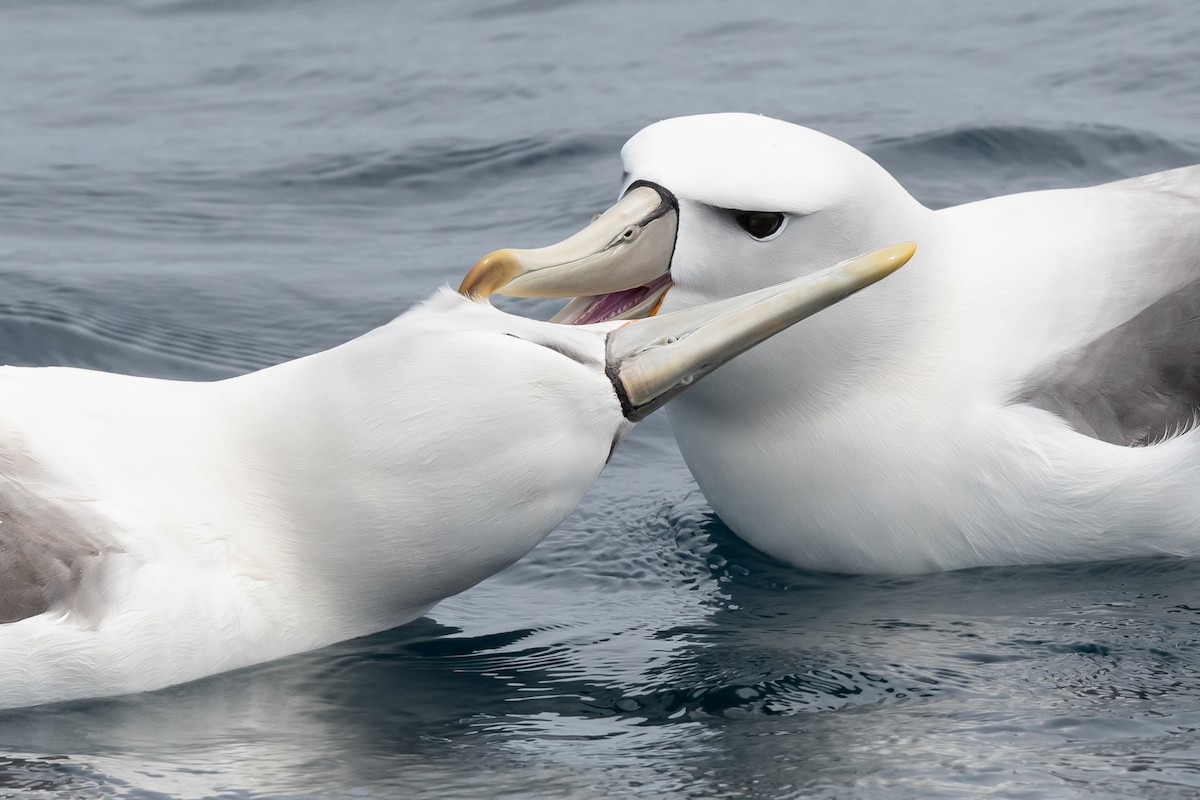 White-capped Albatross - Helen Cunningham