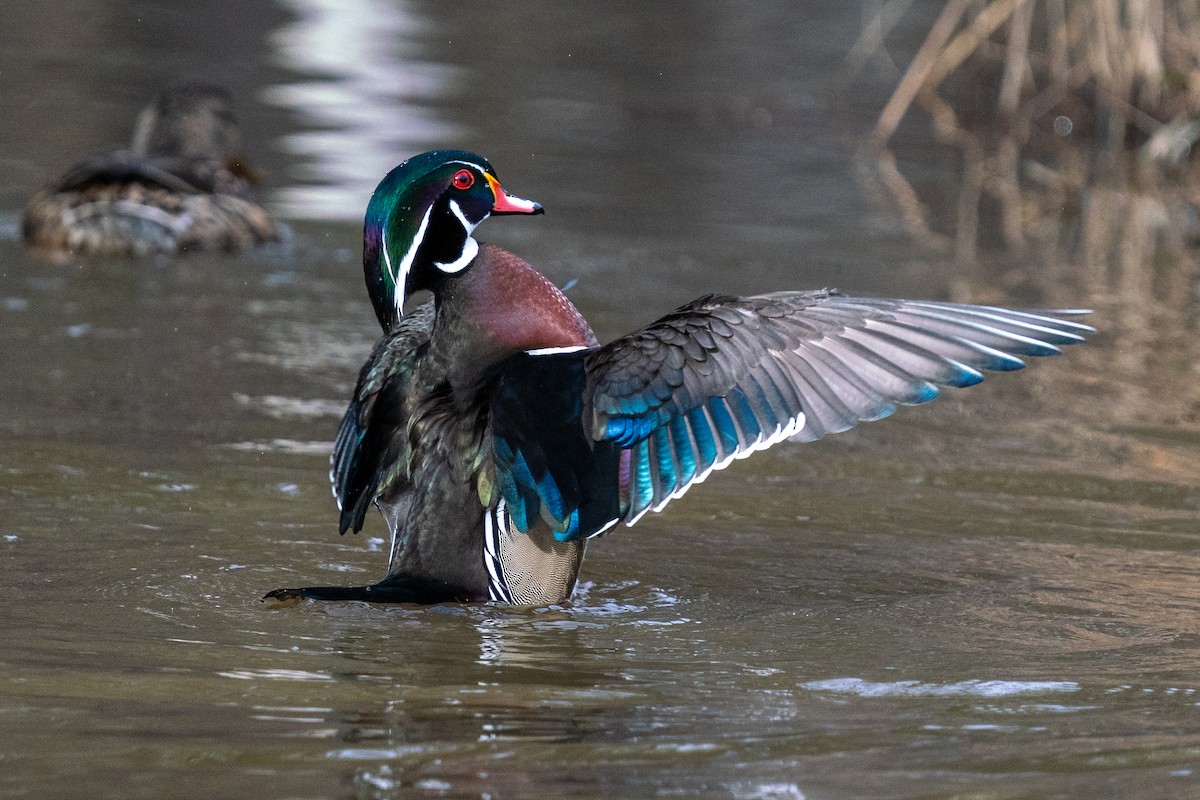 Wood Duck - Laura  E