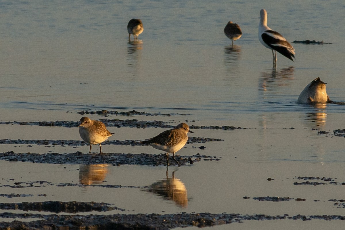 Black-bellied Plover - ML398982311