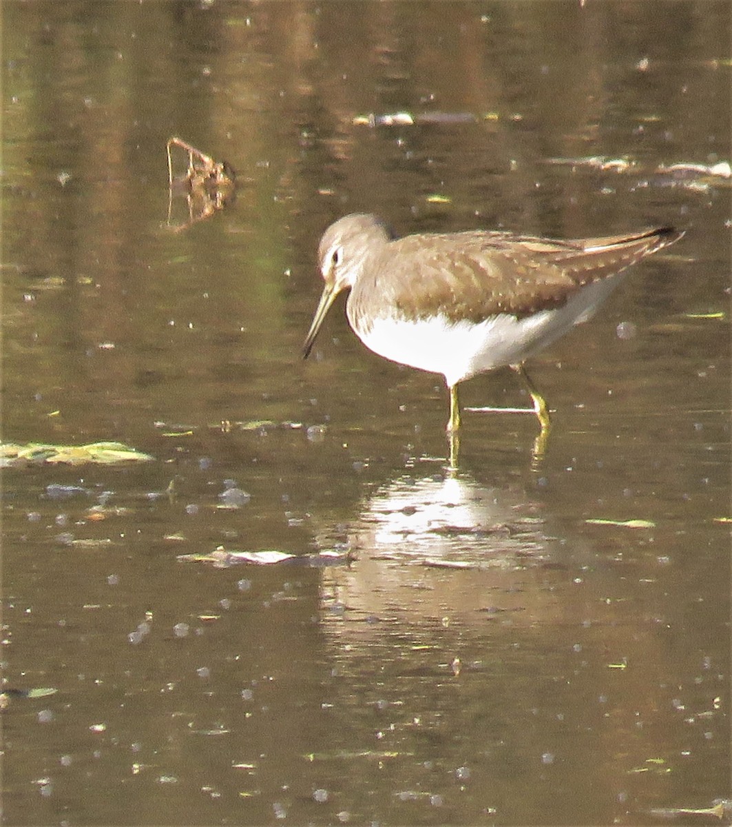 Green Sandpiper - ML398984551