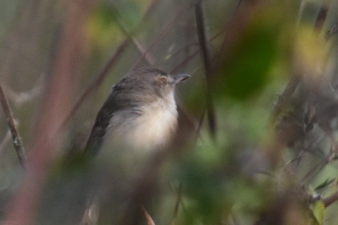 Plain Prinia - Janardhan Uppada