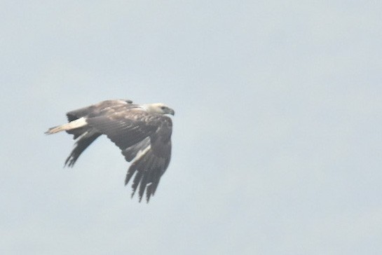 White-bellied Sea-Eagle - ML398984771