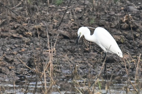 小白鷺 - ML398984891