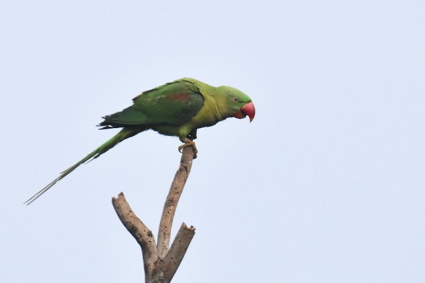 Alexandrine Parakeet - ML398984961