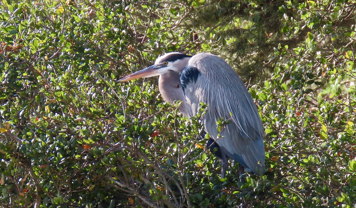 Great Blue Heron - ML398987521